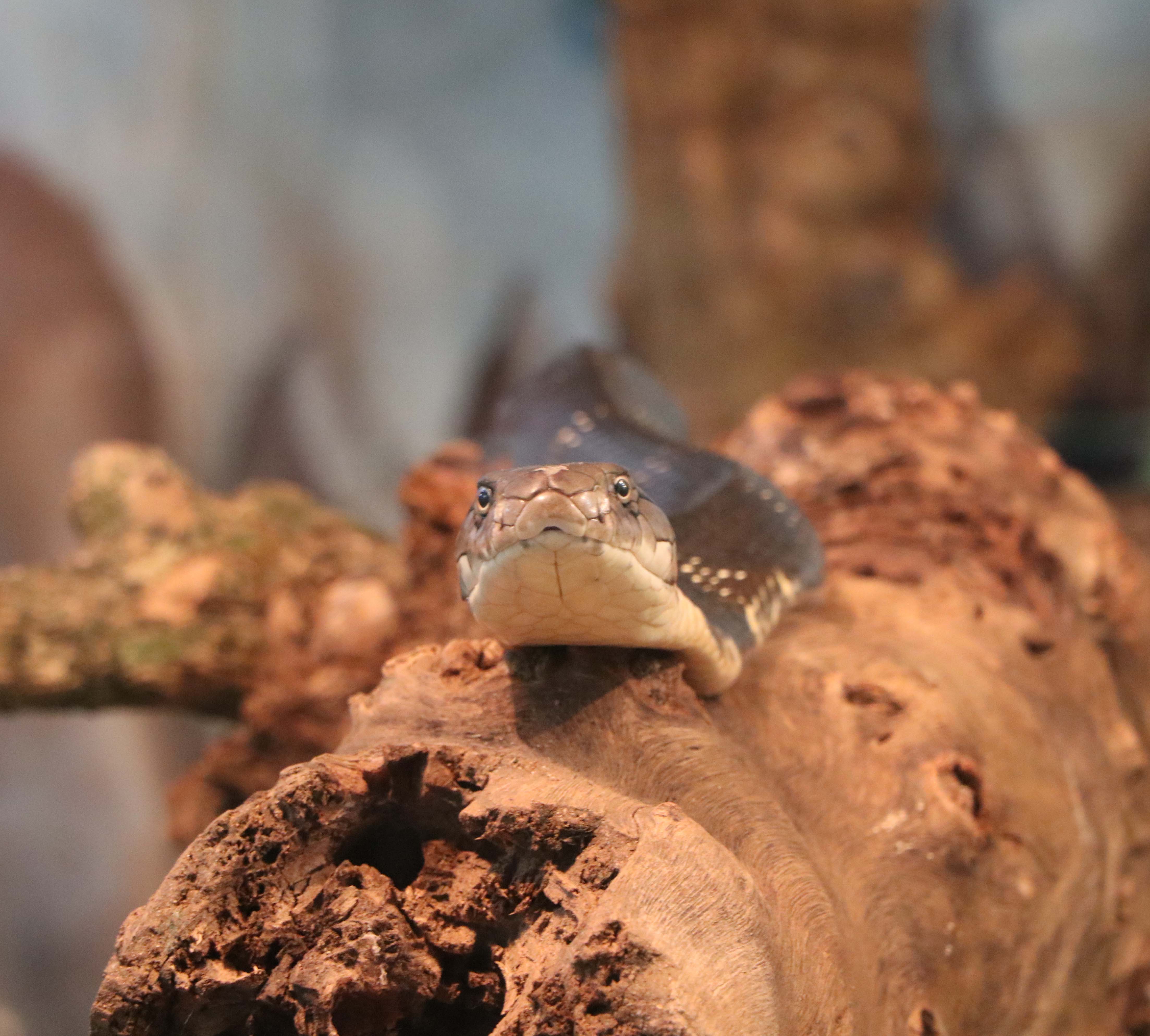 King Cobra